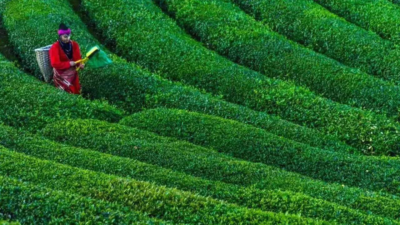 2026 Kuru Çay Fiyatları Ne Kadar, 1 Kg Çay Kaç TL, Çaykur, Lipton, Doğuş Güncel Fiyat Listesi, Market Raflarında Son Durum