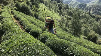2026 Yaş Çay Fiyatı Açıklandı! Karadeniz’in Beklediği Rakam Geldi!