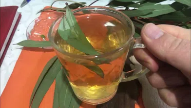 Bu Yağ Sizi Şaşırtacak! Okaliptüs Yağının Faydaları ve Kullanım Sırları