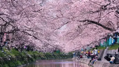 Japonya Sakura Sezonu 2026 Ne Zaman, En Güzel Sakura Nerede İzlenir, Tokyo ve Kyoto’da Çiçeklenme Takvimi