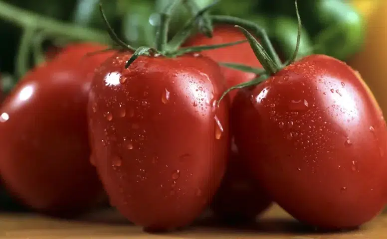 Ayaş domatesi dünyanın en iyi kaçıncı domatesi seçildi, neden bu kadar meşhur, PDO tescili ne anlama geliyor?