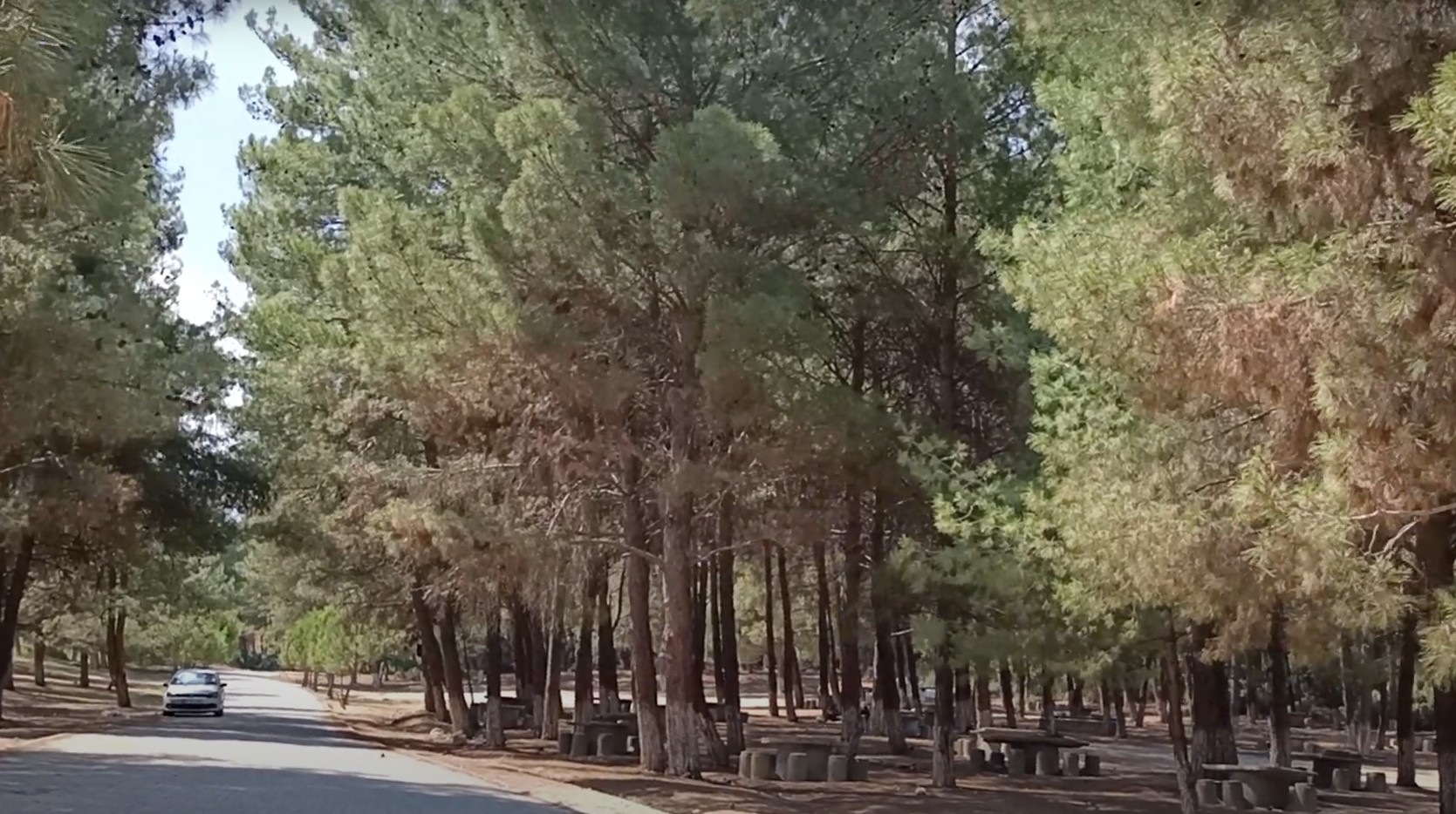 Sarnıç Gölet Piknik Alanı