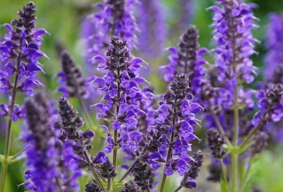 Adaçayı ( Salvia Offcinalis