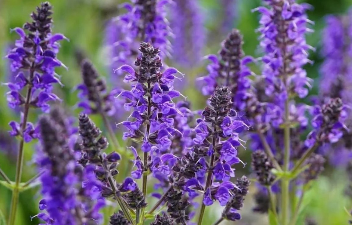 Adaçayı ( Salvia Offcinalis ) Bitkisinin Faydaları Nelerdir?