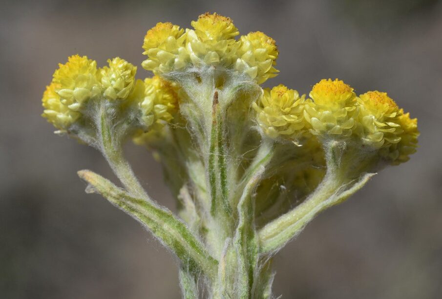 Helichrysum graveolens