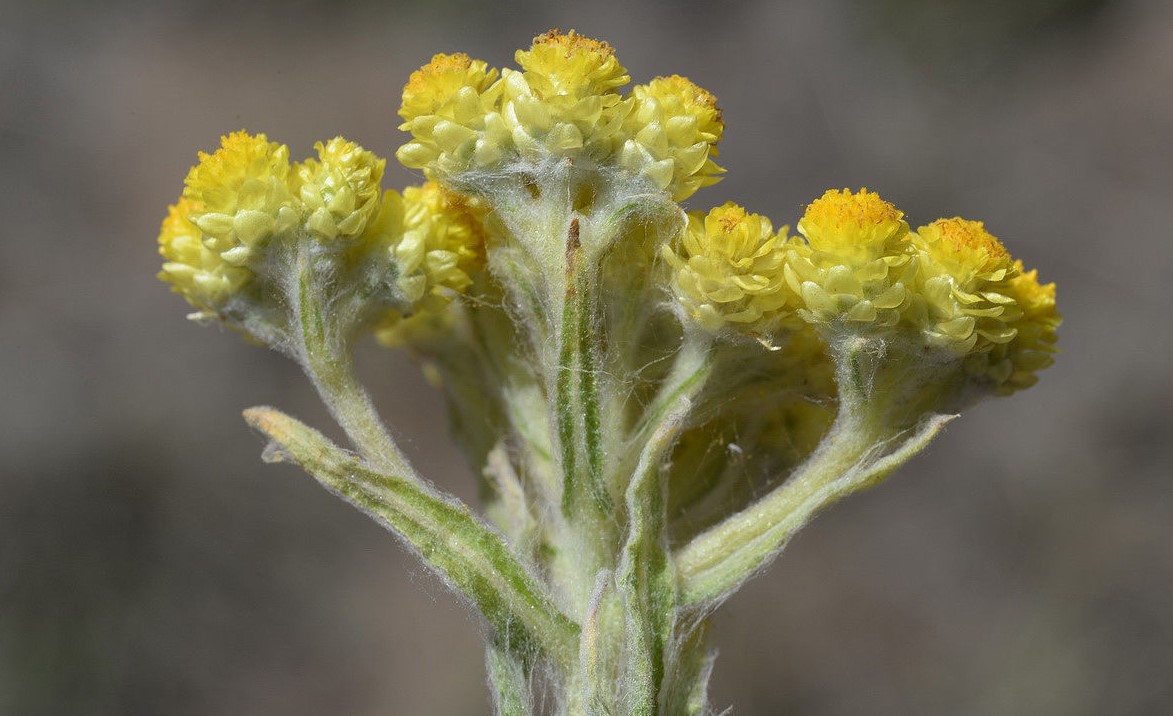 Helichrysum graveolens