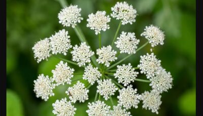 Pimpinella Anisum