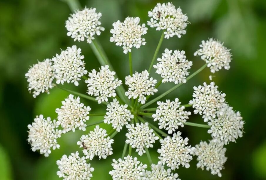 Pimpinella Anisum