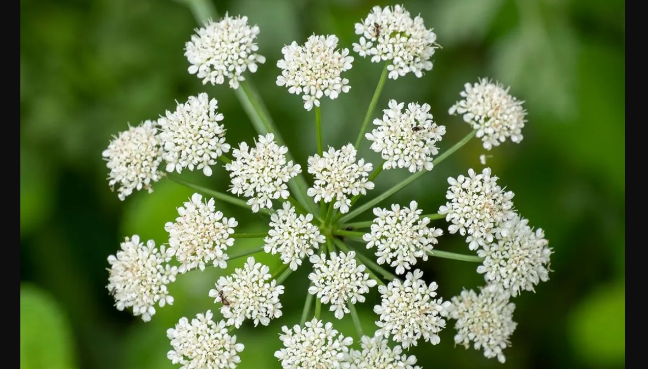 Anason ( Pimpinella Anisum ) Hangi Hastalıklara İyi Gelir?