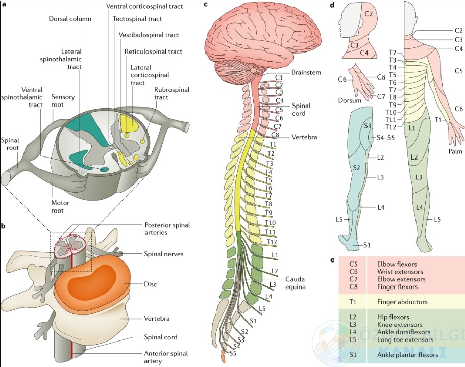 Spinal Cord 