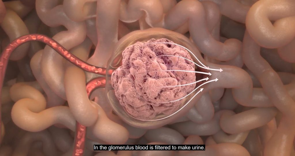 in the glomerulus blood is filtered to make urine