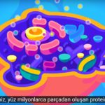 mavi balinalar neden kanser olmaz