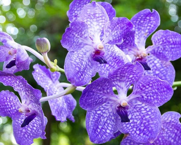 Vanda Donmuş bir Dünya: Dondurucu ‍Soğukların Görsel Şöleni