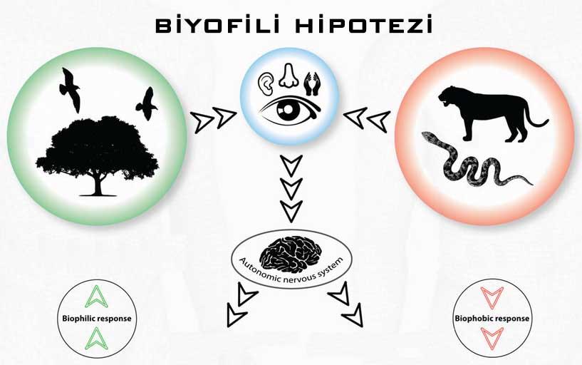 Biyofilik Hipotez: İnsan ve ​Doğa İlişkisinde‌ Wilsonın⁢ İzleri