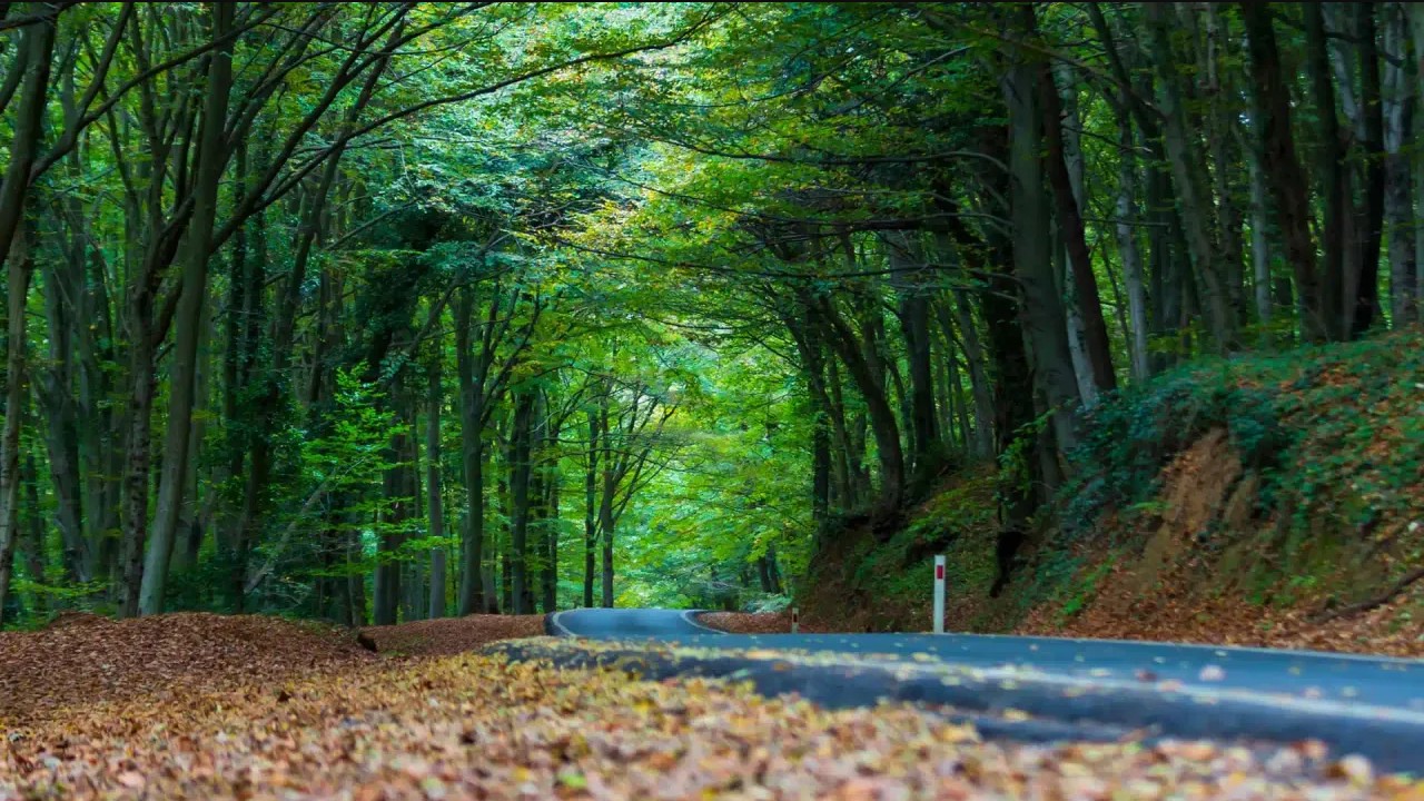 Belgrad Ormanı Büyüklüğü