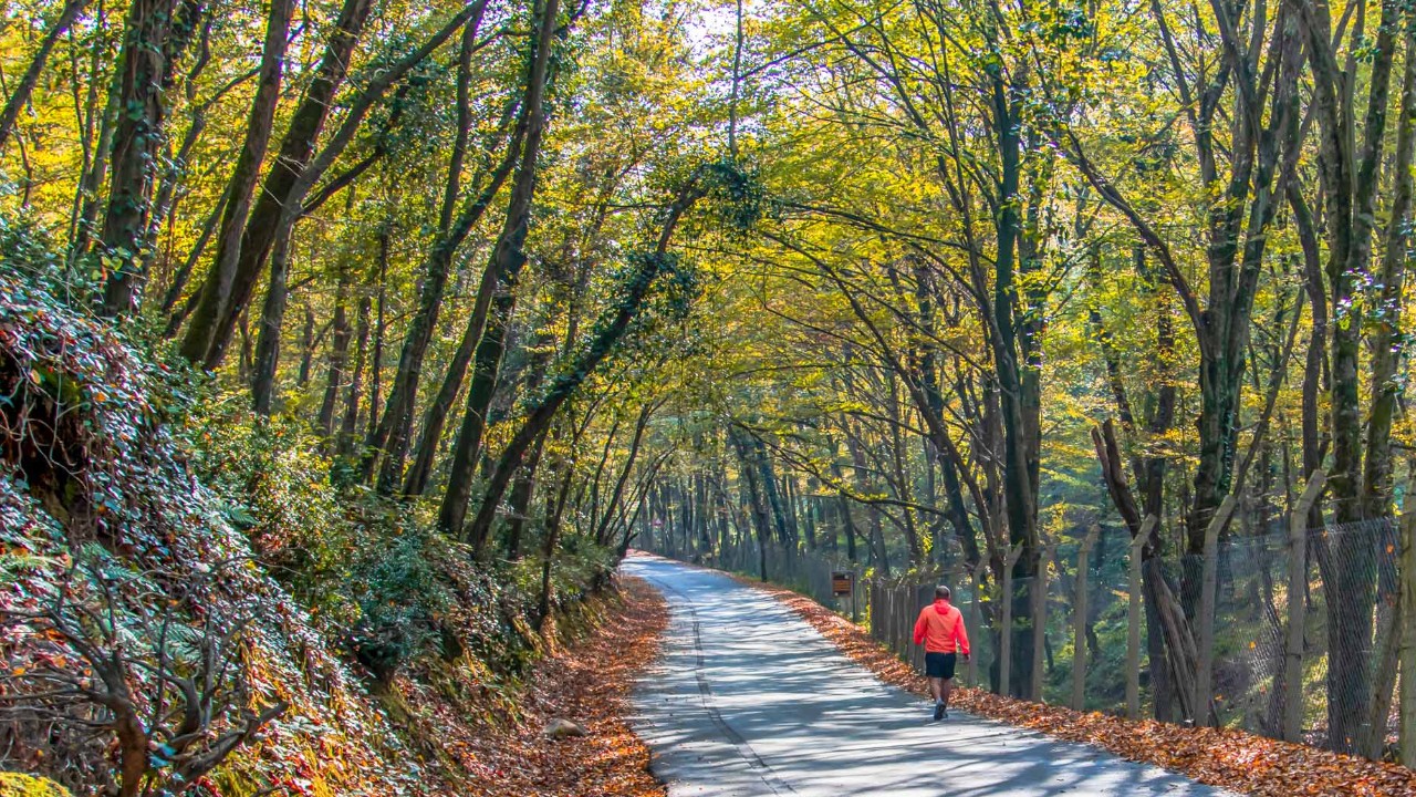 Belgrad Ormanı Büyüklüğü