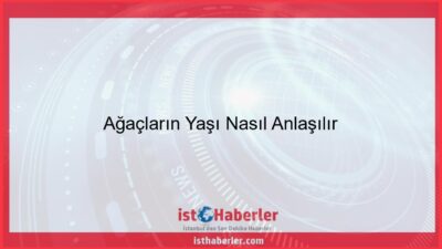 Ağaçların Yaşı Nasıl Anlaşılır - Görseli