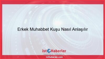 Erkek Muhabbet Kuşu Nasıl Anlaşılır - Görseli