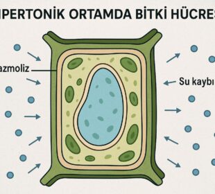 Hipertonik Ortamda Bitki Hücresi Nasıl Tepki Verir