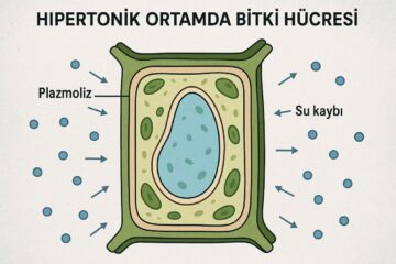 Hipertonik Ortamda Bitki Hücresi Nasıl Tepki Verir