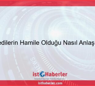 Kedilerin Hamile Olduğu Nasıl Anlaşılır - Görseli