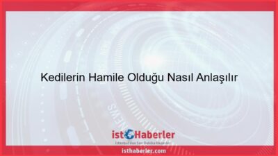 Kedilerin Hamile Olduğu Nasıl Anlaşılır - Görseli