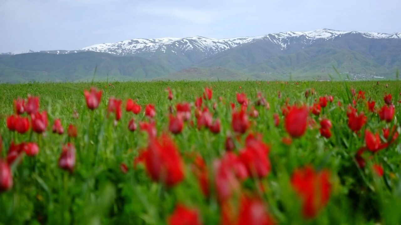 Muş’un Korkut İlçesinde Lale Festivali Başlıyor