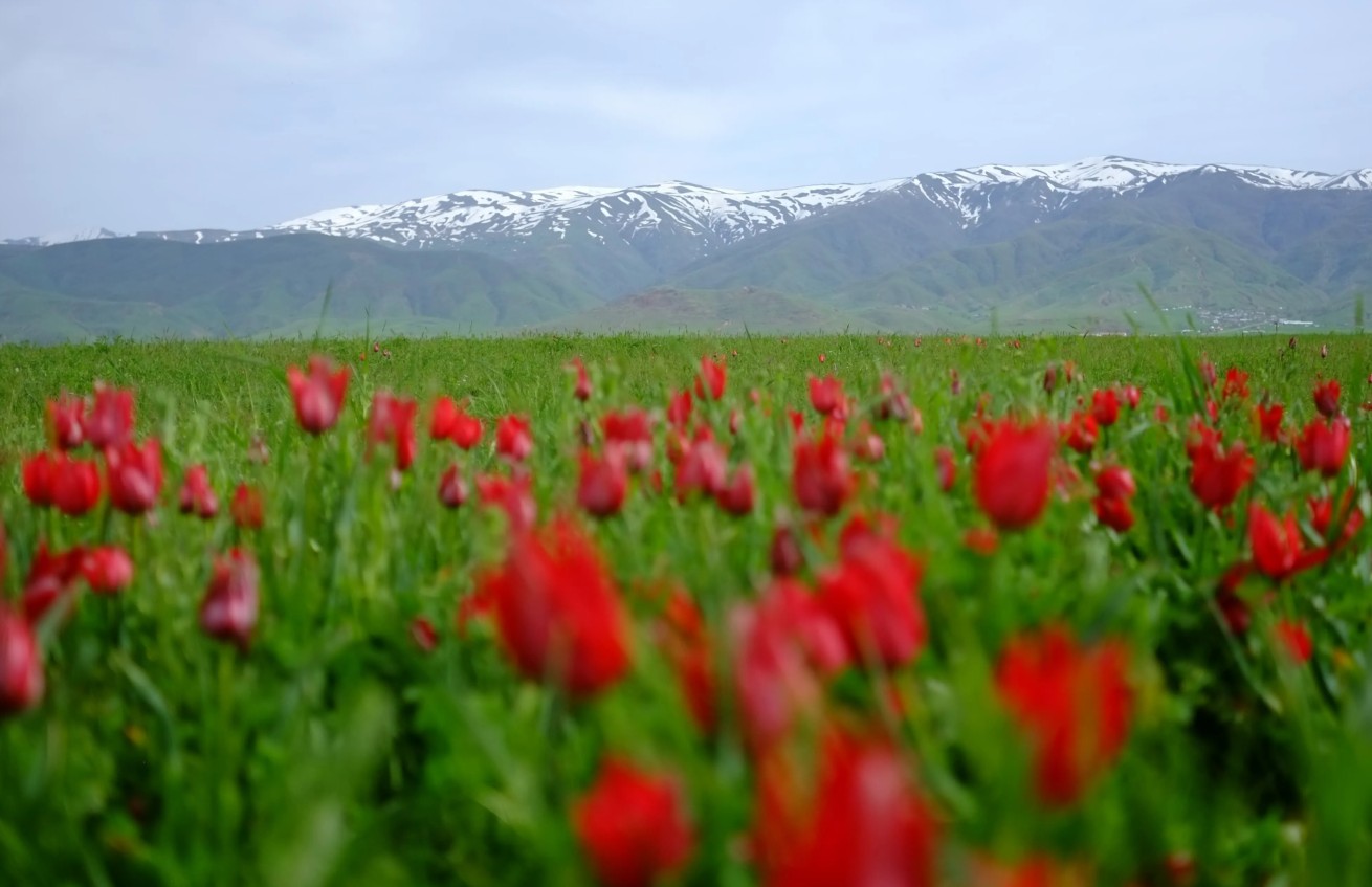 Muş’un Korkut İlçesinde Lale Festivali Başlıyor