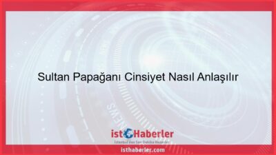 Sultan Papağanı Cinsiyet Nasıl Anlaşılır - Görseli
