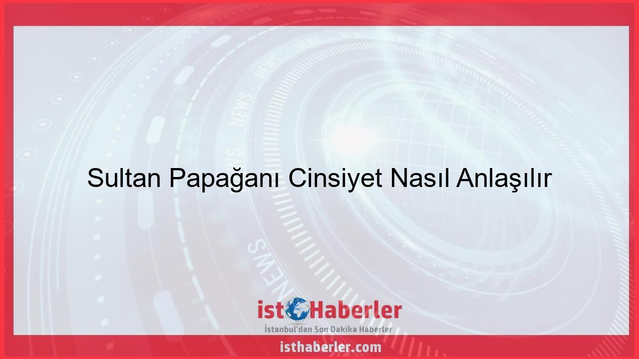 Sultan Papağanı Cinsiyet Nasıl Anlaşılır - Görseli