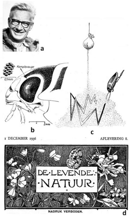 Niko Tinbergen (1907–1988), Hollandalı ethologist