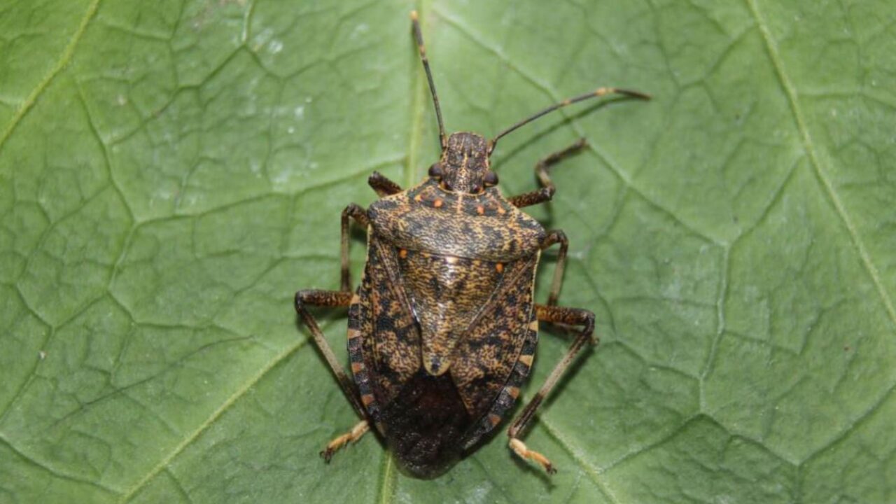 Marmara’da Tarım Alarmı: Kahverengi Kokarca Böceği Artvin’den Gelerek Bölgeyi Tehdit Ediyor
