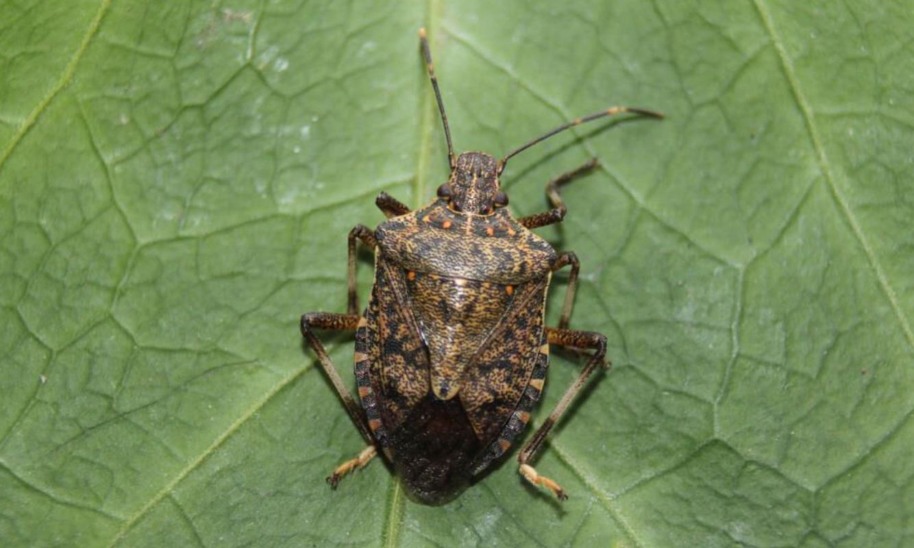 Marmara’da Tarım Alarmı: Kahverengi Kokarca Böceği Artvin’den Gelerek Bölgeyi Tehdit Ediyor