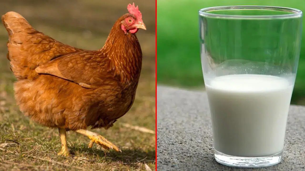 Ekim 2025’e ait TÜİK verileri, Türkiye’deki gıda üretimi açısından dikkat