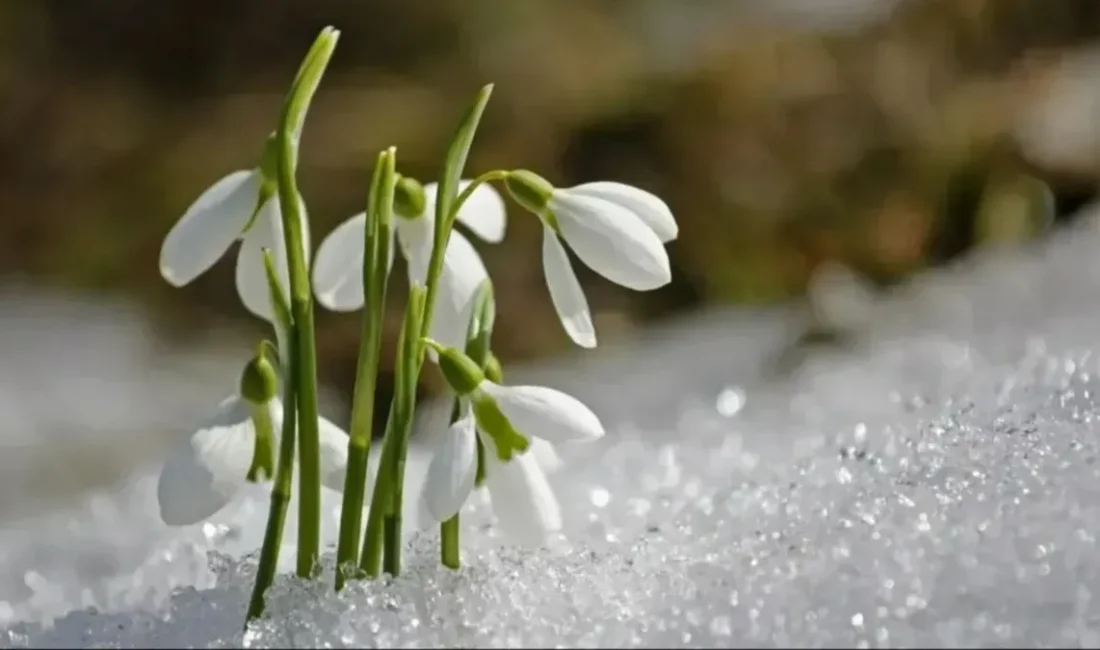 Kış mevsiminin son günleri yaklaşırken, doğaseverlerin ve halkın sıkça araştırdığı