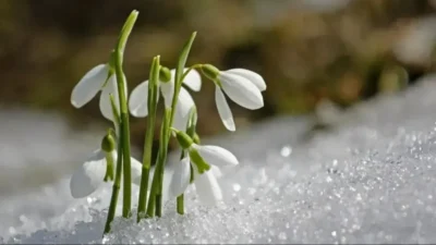 Kış mevsiminin son günleri yaklaşırken, doğaseverlerin ve halkın sıkça araştırdığı