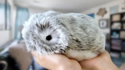 İstHaberleri’nin haberine göre, Japon teknoloji devi Casio, yapay zeka destekli