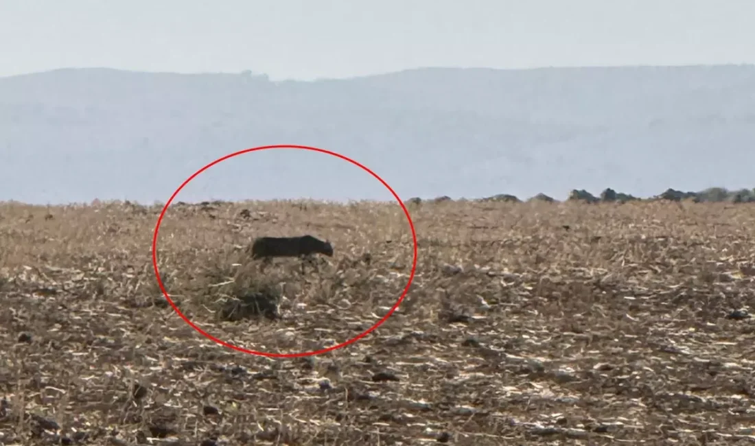 Türkiye’nin doğasında adeta gizemli bir hayalet gibi dolaşan, nesli tükenmek