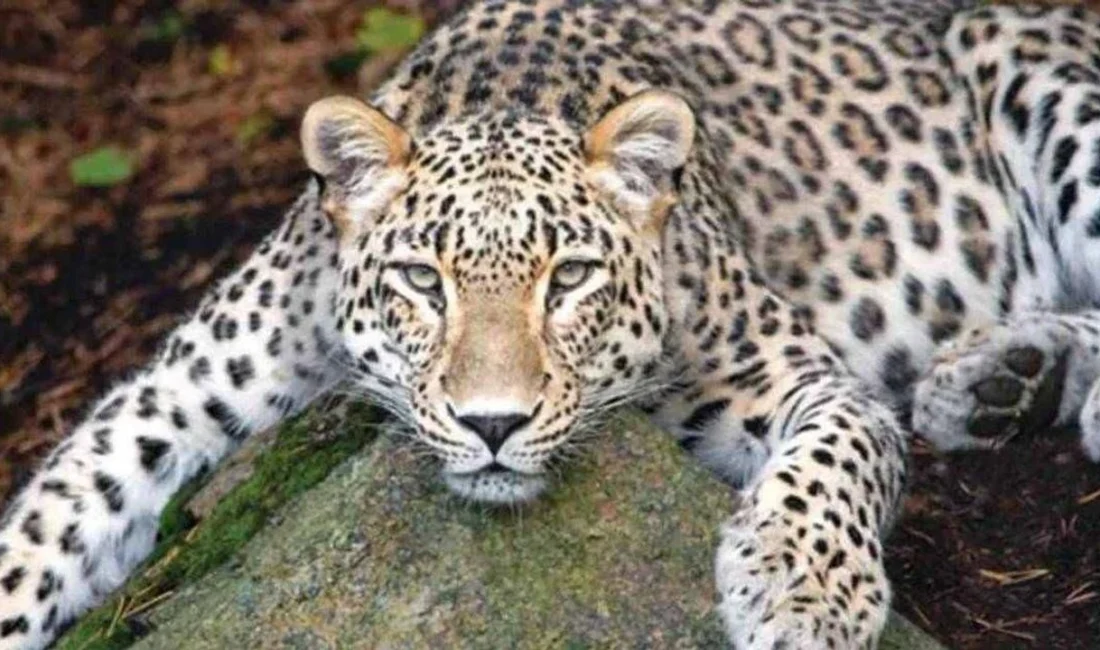 Türkiye’de yaban hayatı meraklılarının en fazla araştırdığı konuların başında gelen