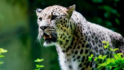 Anadolu parsı saldırır mı, insanlara saldırır mı, davranışları nasıldır, tehlikeli