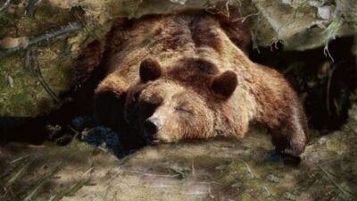 Kış ayları geldiğinde doğada neler olduğunu merak edenlerin aklına ilk