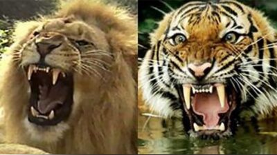 Kedigiller familyası, doğanın en etkileyici ve en güçlü yırtıcılarını barındıran