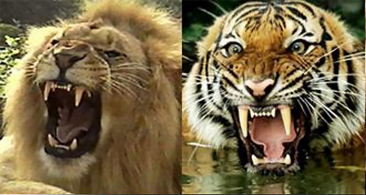 Kedigiller familyası, doğanın en etkileyici ve en güçlü yırtıcılarını barındıran