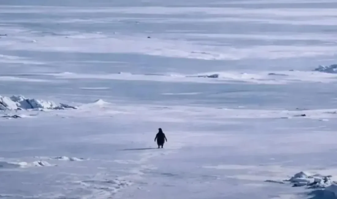 Issızlığa yürüyen penguen sahnesi, sosyal medyada "Nihilist Penguen" etiketiyle kısa