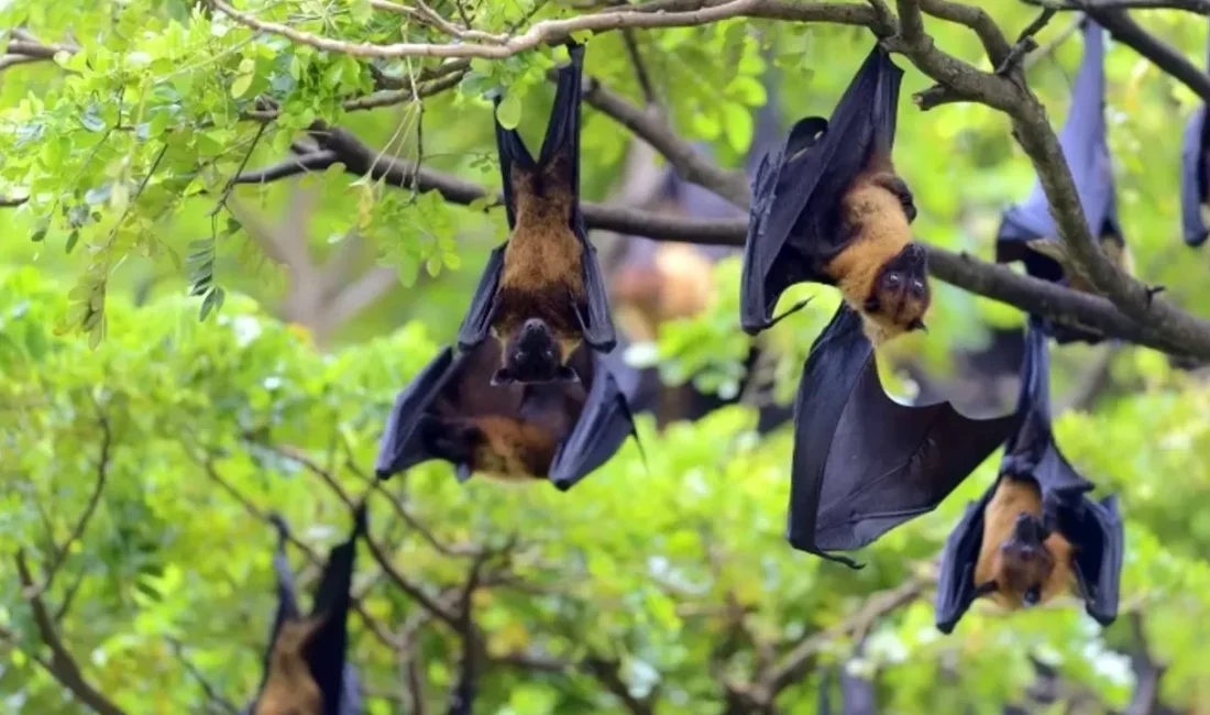 Hindistan’ın Batı Bengal eyaletinde doğrulanan Nipah virüsü vakaları, kısa sürede