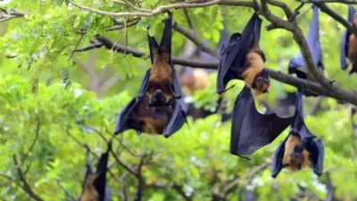 Hindistan’ın Batı Bengal eyaletinde doğrulanan Nipah virüsü vakaları, kısa sürede