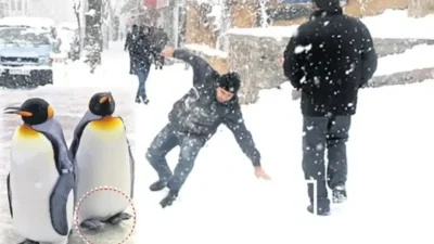 Kış aylarında artan kar yağışı ve buzlanma, özellikle yayalar için