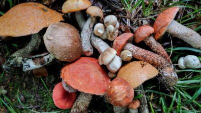 Doğada mantar toplamak, doğayla iç içe olmanın en keyifli yollarından