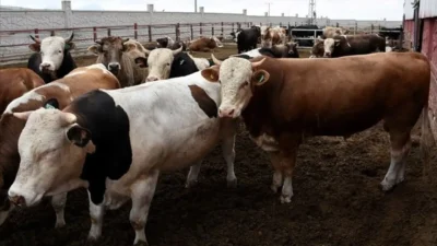 Antalya’da 2026 Kurban Bayramı hazırlıkları şimdiden hız kazanırken, ibadetlerini yerine